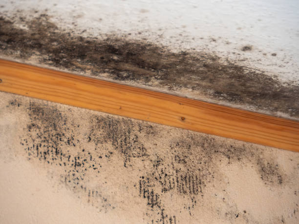 Best Airborne Mold Testing  in Rosemount, MN